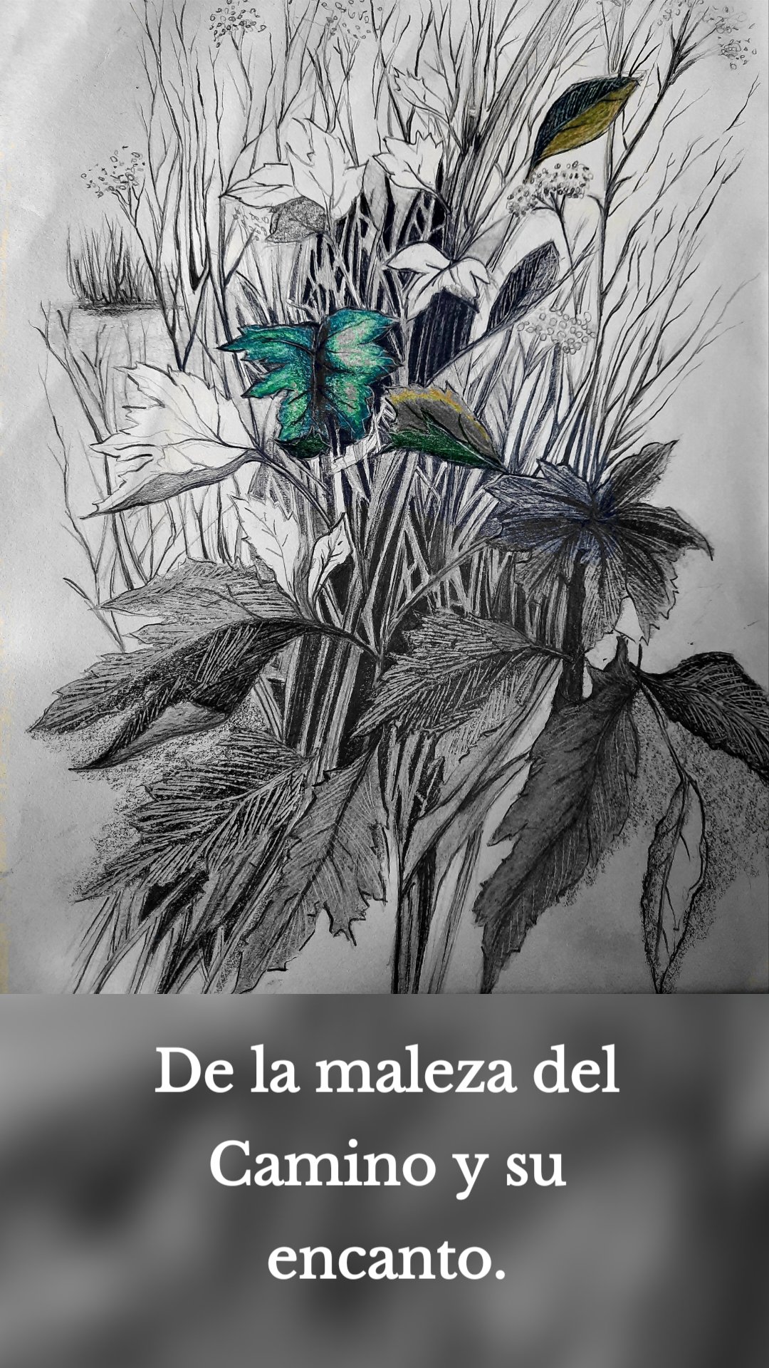 De la maleza del Camino y su encanto.