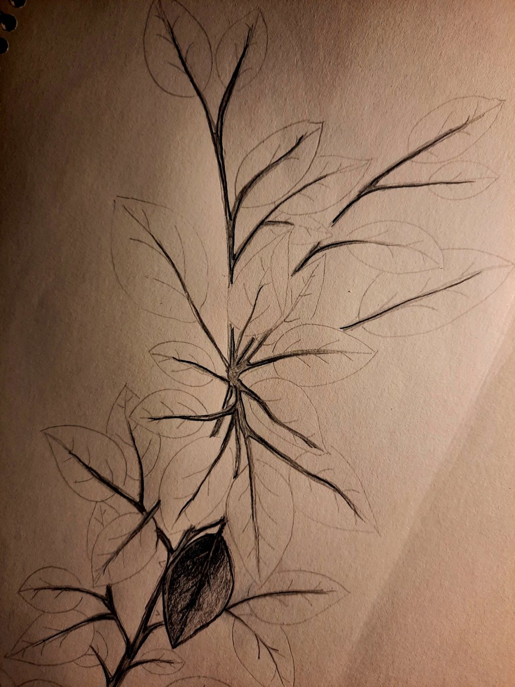 Boceto y la sensibilidad del&nbsp;grafito.