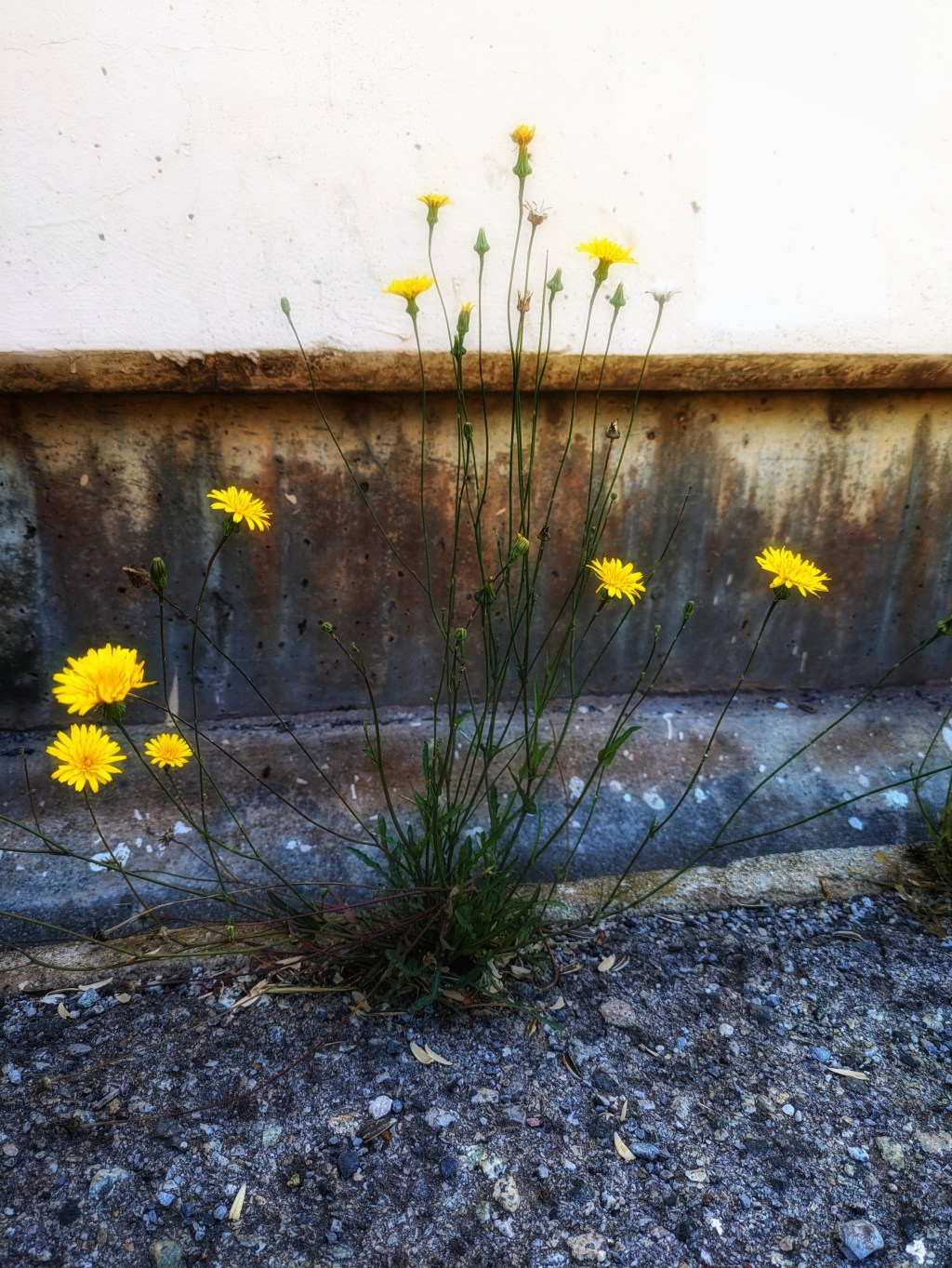 Las flores del&nbsp;concreto